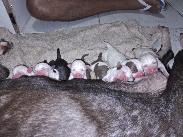 American Pit Bull Terrier – Filhotes América pitbull terrier