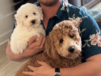 Goldendoodle – White Mini Goldendoodle Girl – Olathe