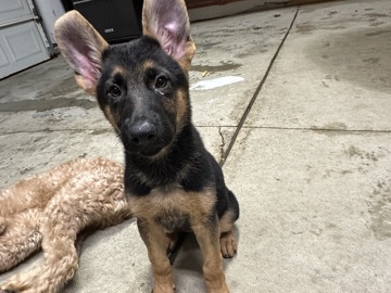🐶 German Shepherd Puppies – Almost 3 Months Old!