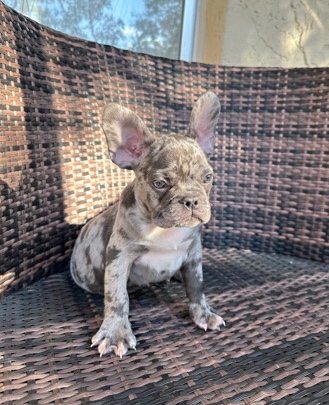 French Bulldog – French Bulldog