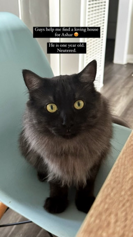 Oriental Bicolor – Male cat, Asher!