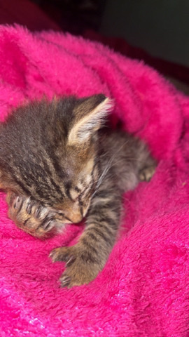 Manx – stormi