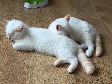 Ragdoll – RAGDOLLS MIX – Wormit