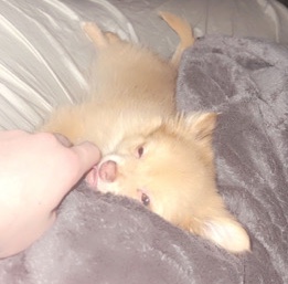 Pom, Chi Mix