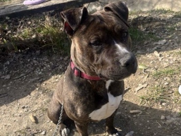 Staffordshire Bull Terrier – chien à vendre Staffordshire Bull Terrier LOF – Montreux