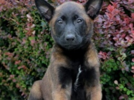 Belgian Shepherd Dog (Malinois) – Belgian malinois – Paradise