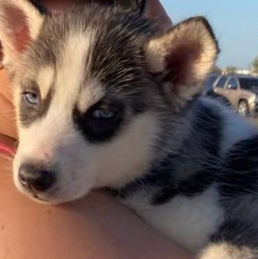 husky puppy 