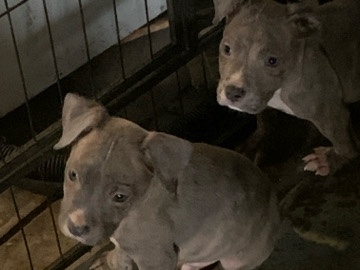 American Pit Bull Terrier – Loving puppies – St. Louis