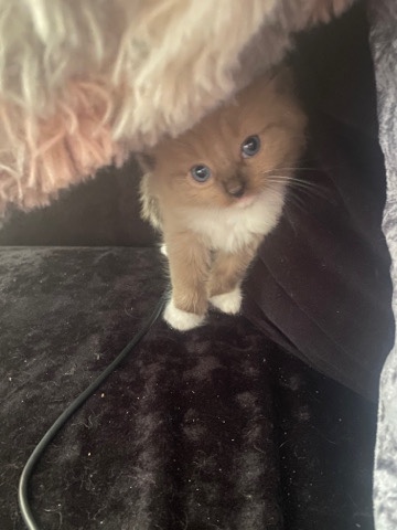 Ragdoll – one female bi colour Ragdoll