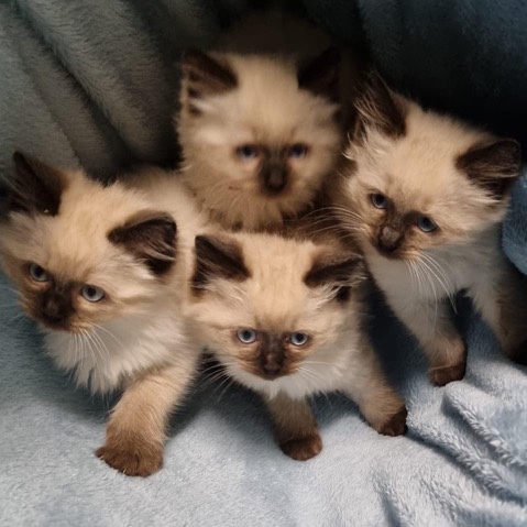 Ragdoll – 4 ragdoll kittens 1 female/3 males