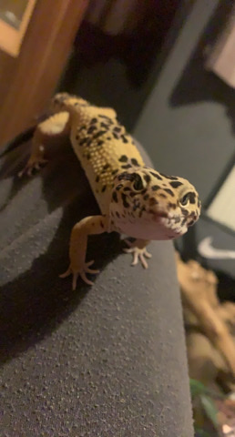 Any – Leopard Gecko