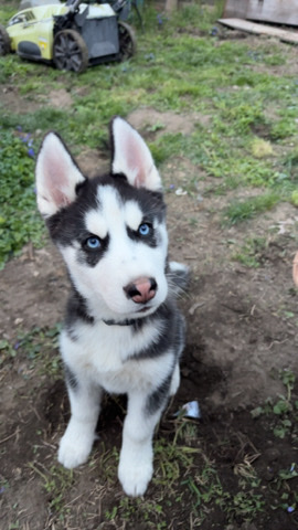 Siberian Husky – puppy for sale!!