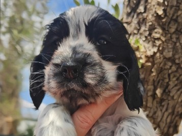 English Cocker Spaniel in Rome