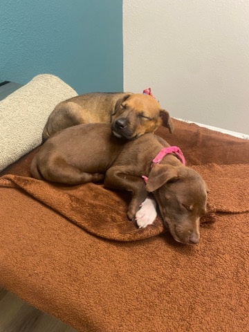 puppies and mama dog