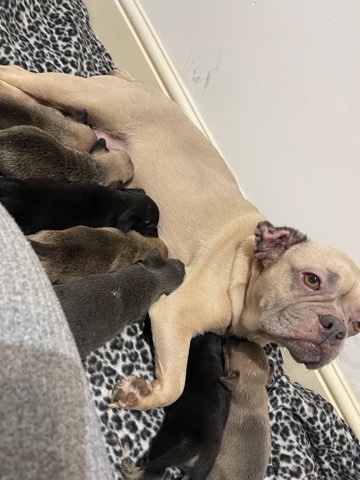 Shih Tzu – French Bulldog x Shih Tzu Puppies