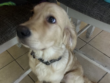 Golden Retriever – golden retriever