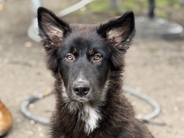 German Shepherd – Kira – Dallas