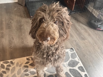 Goldendoodle – Anakin the Goldendoodle – Lawrenceville