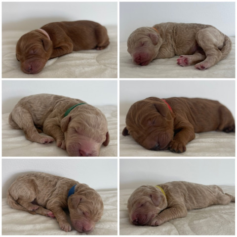 F1b goldendoodle
