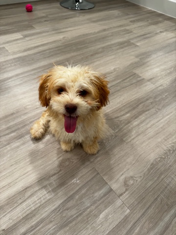 Shih Tzu – Female Shihpoo