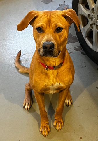 American Pit Bull Terrier – Looking for a home