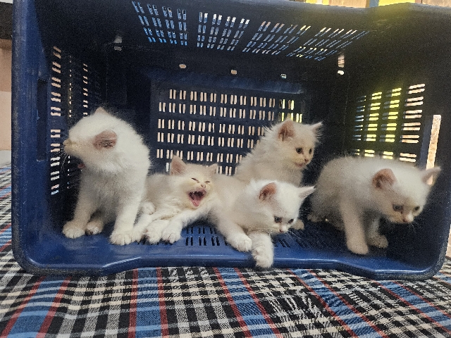Persian (Modern) – kitten for sale – Lucknow