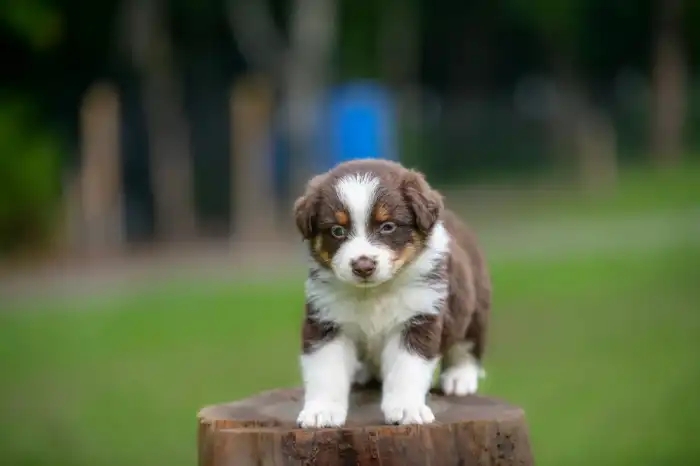 Australian Shepherd – Aussie puppies