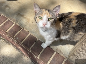 ivory – Harrisburg