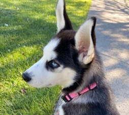 8 month old Husky