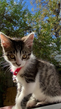 American Shorthair – kitten you’ll be smitten about🐈⬛🐱😍