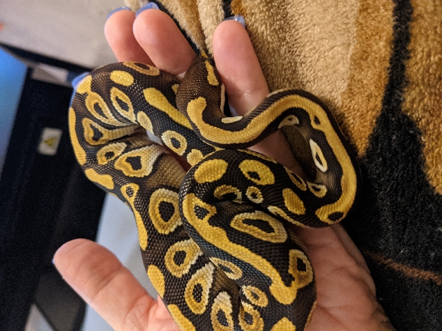 Mohave Ball Python