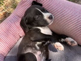 Boy - Rex: American Bully x Golden Doodle 2nd gen are his parents. – Tampa