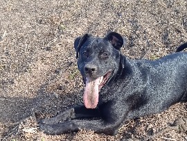 Labrador Retriever - Labrador misch available for adoption in Stralsund