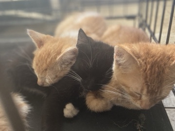 3 kittens 1 Cat