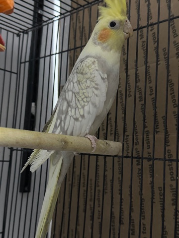 Adolescent cockatiel