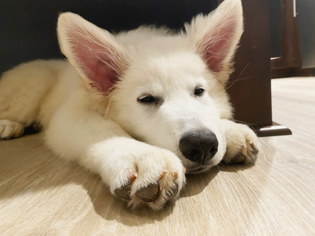 White Shepherd – Rehome white Swiss shepherd – Ridgefield