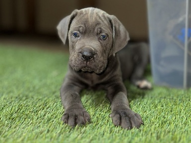 Cane Corso β cane corso
