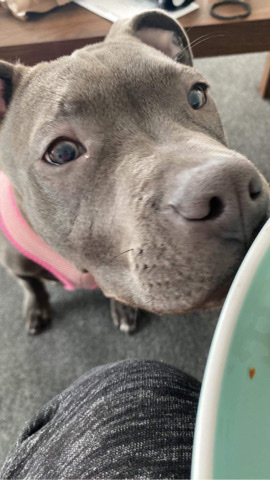 American Pit Bull Terrier – Penelope