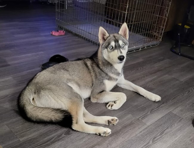 Siberian Husky – Free 10 month old Husky