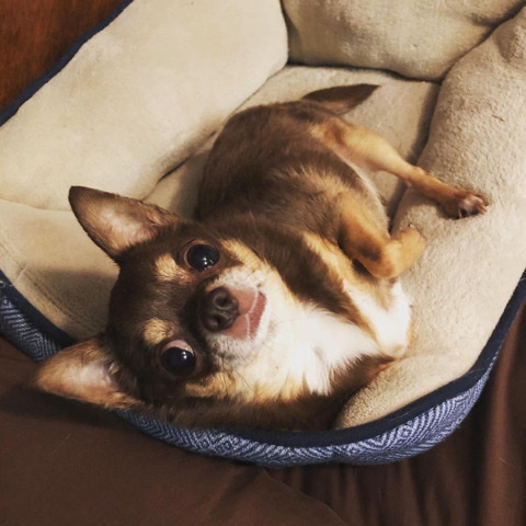 Chihuahua – 3 Weeks Chihuahua pup