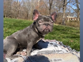 French Bulldog – Koi – Hyattsville