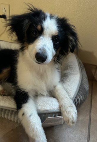 Australian Shepherd – Mini Australian Sheperd