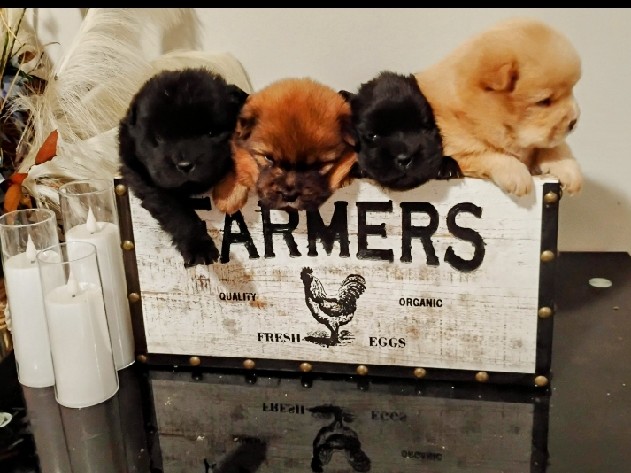 Chow Chow puppies 