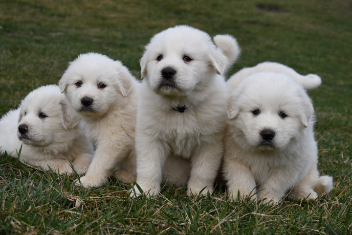 Great Pyrenees – Great Pyrenees Puppies