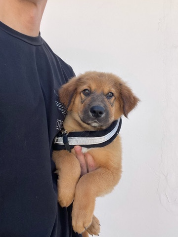 Puppies For Sale