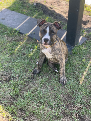 Pit Bull Brindle