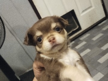 Chihuahua – ชิวาวา สีช็อคเพศเมีย – ตำบล สามควายเผือก