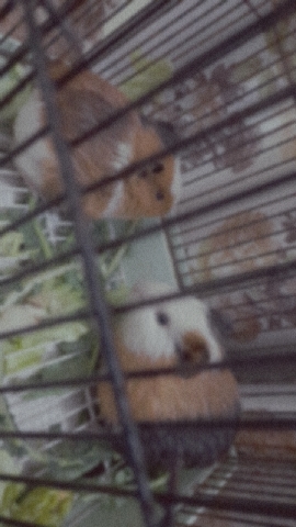 Any – selling the hamster