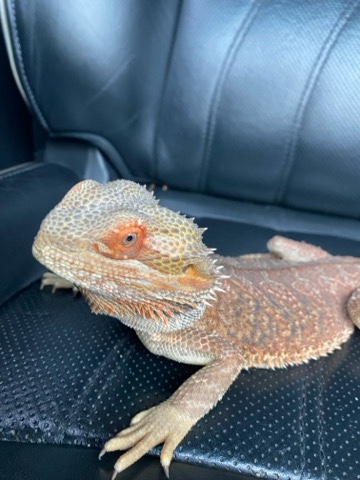 Handsome Beard dragon