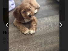 Puppy Cocker Spaniel needs new home